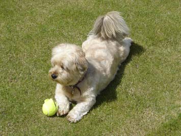 dog day care Lincoln