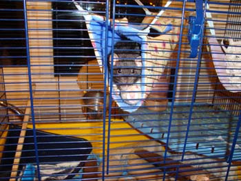 small animal boarding