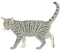 PetMatey - Cat Care