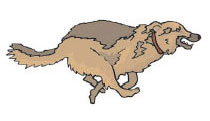 PetMatey - Dog